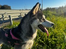 LENA, Hund, Siberian Husky-Mix in Italien - Bild 2