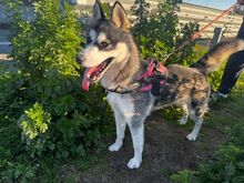 LENA, Hund, Siberian Husky-Mix in Italien - Bild 3