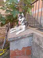 LENA, Hund, Siberian Husky-Mix in Italien - Bild 4