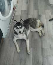 LENA, Hund, Siberian Husky-Mix in Italien - Bild 5