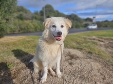 VITTORINA, Hund, Mischlingshund in Italien - Bild 4