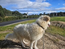 VITTORINA, Hund, Mischlingshund in Italien - Bild 7