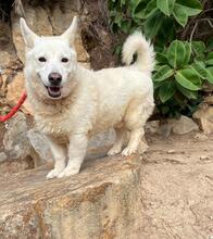 DAVE, Hund, Mischlingshund in Spanien - Bild 1