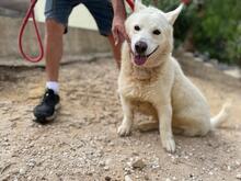 DAVE, Hund, Mischlingshund in Spanien - Bild 2