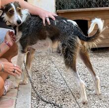 TURRON, Hund, Podenco in Spanien - Bild 2