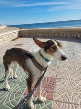 TURRON, Hund, Podenco in Spanien - Bild 4