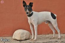 FALCO, Hund, Mischlingshund in Donzdorf - Bild 5