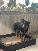 LEVI, Hund, Mischlingshund in Langenhagen - Bild 9