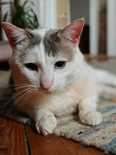 SILVER, Katze, Hauskatze in Minfeld - Bild 2