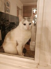 SILVER, Katze, Hauskatze in Minfeld - Bild 7