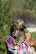 GRIFFITH, Hund, Mischlingshund in Ungarn - Bild 8