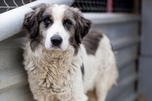 LASSE, Hund, Mischlingshund in Sottrum - Bild 2