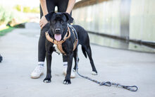 JOSEPHINE, Hund, Mischlingshund in Dresden - Bild 2