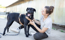 JOSEPHINE, Hund, Mischlingshund in Dresden - Bild 4