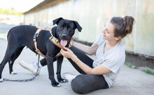 JOSEPHINE, Hund, Mischlingshund in Dresden - Bild 5