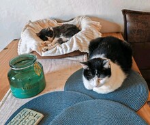 MORITZ, Katze, Hauskatze in Minfeld - Bild 3