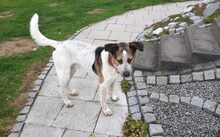 BEN, Hund, Mischlingshund in Erkelenz - Bild 6