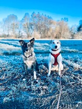 FRIEDA, Hund, Mischlingshund in Bremen - Bild 10