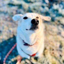 FRIEDA, Hund, Mischlingshund in Bremen - Bild 12