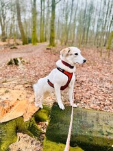 FRIEDA, Hund, Mischlingshund in Bremen - Bild 13