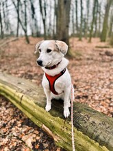 FRIEDA, Hund, Mischlingshund in Bremen - Bild 17