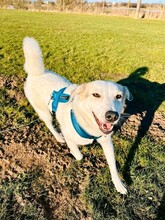 FRIEDA, Hund, Mischlingshund in Bremen - Bild 18