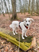 FRIEDA, Hund, Mischlingshund in Bremen - Bild 19