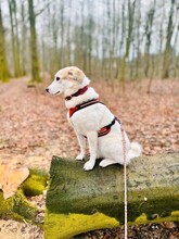 FRIEDA, Hund, Mischlingshund in Bremen - Bild 2