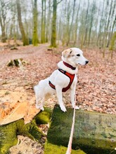 FRIEDA, Hund, Mischlingshund in Bremen - Bild 21