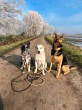 FRIEDA, Hund, Mischlingshund in Bremen - Bild 23