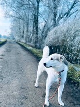 FRIEDA, Hund, Mischlingshund in Bremen - Bild 3