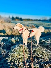 FRIEDA, Hund, Mischlingshund in Bremen - Bild 9