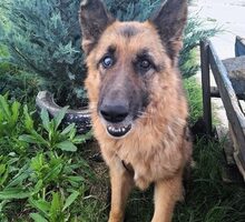 BIGBY, Hund, Deutscher Schäferhund-Mix in Halbemond - Bild 2