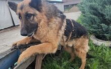 BIGBY, Hund, Deutscher Schäferhund-Mix in Halbemond - Bild 5