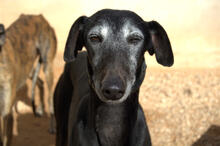 CARETA, Hund, Galgo Español in Spanien - Bild 1