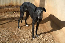 CARETA, Hund, Galgo Español in Spanien - Bild 2