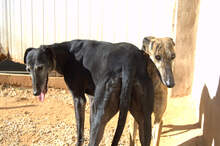 CARETA, Hund, Galgo Español in Spanien - Bild 4