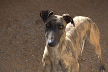 URSULA, Hund, Galgo Español in Spanien - Bild 1