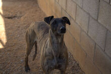 URSULA, Hund, Galgo Español in Spanien - Bild 2