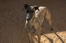 URSULA, Hund, Galgo Español in Spanien - Bild 3