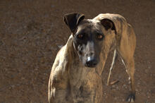 URSULA, Hund, Galgo Español in Spanien - Bild 4