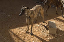 URSULA, Hund, Galgo Español in Spanien - Bild 5