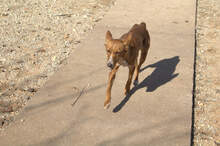 LOLA, Hund, Podenco in Stockstadt - Bild 2