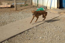 LOLA, Hund, Podenco in Stockstadt - Bild 4