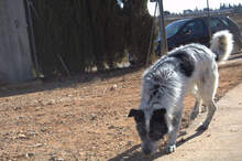 TRIANA, Hund, Mischlingshund in Spanien - Bild 5