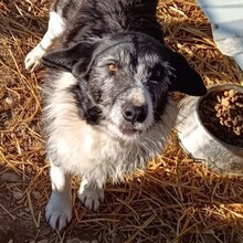 NESCHA, Hund, Mischlingshund in Rumänien - Bild 1