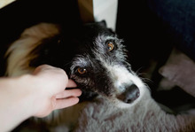 NESCHA, Hund, Mischlingshund in Wülfrath