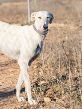 PERLA, Hund, Galgo Español in Gelsenkirchen - Bild 2