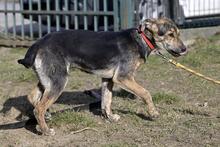 WAJANA, Hund, Mischlingshund in Polen - Bild 3