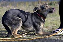 WAJANA, Hund, Mischlingshund in Polen - Bild 5